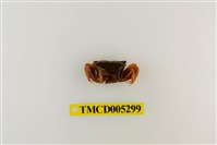 藏品(弧邊管招潮蟹)的圖片